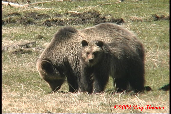 Obsidian's cubs Spring 2001